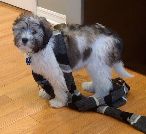 Side view - A fluffy soft looking white with tan and black Polish Lowland Sheepdog puppy is standing on a hardwood floor and it is looking forward. It has a scarf wrapped around its body.